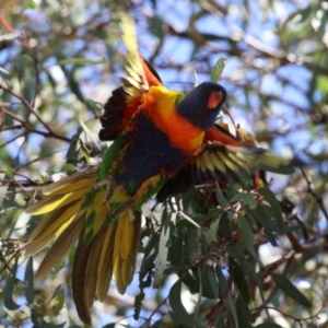 Trichoglossus moluccanus at Kambah, ACT - 8 Oct 2023