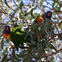 Trichoglossus moluccanus at Kambah, ACT - suppressed