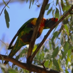 Trichoglossus moluccanus at Kambah, ACT - 8 Oct 2023