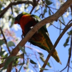 Trichoglossus moluccanus at Kambah, ACT - suppressed