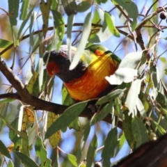 Trichoglossus moluccanus at Kambah, ACT - 8 Oct 2023