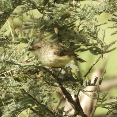 Acanthiza reguloides (Buff-rumped Thornbill) at Murrumbateman, NSW - 8 Oct 2023 by SimoneC