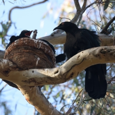 Corcorax melanorhamphos (White-winged Chough) at Mount Ainslie - 8 Oct 2023 by jb2602