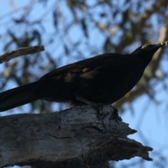 Corcorax melanorhamphos at Ainslie, ACT - 8 Oct 2023 04:52 PM