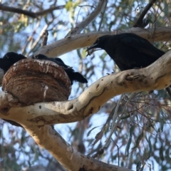 Corcorax melanorhamphos at Ainslie, ACT - 8 Oct 2023 04:52 PM