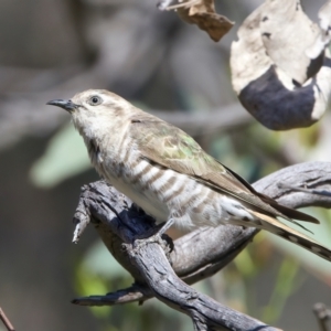 Chrysococcyx basalis at Majura, ACT - 8 Oct 2023