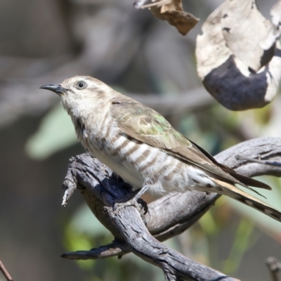 Chrysococcyx basalis (Horsfield's Bronze-Cuckoo) at Majura, ACT - 8 Oct 2023 by jb2602