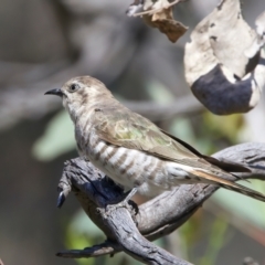 Chrysococcyx basalis at Majura, ACT - 8 Oct 2023