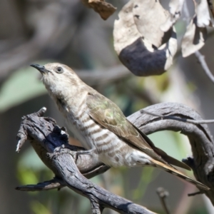 Chrysococcyx basalis at Majura, ACT - 8 Oct 2023