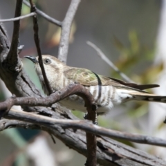 Chrysococcyx basalis at Majura, ACT - 8 Oct 2023