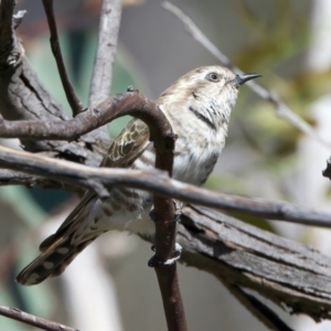 Chrysococcyx basalis at Majura, ACT - 8 Oct 2023