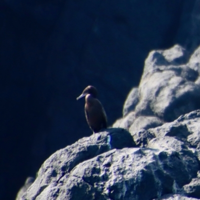 Phalacrocorax sulcirostris (Little Black Cormorant) at Narooma, NSW - 8 Oct 2023 by LisaH