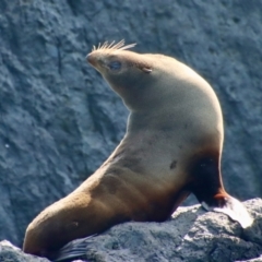 Arctocephalus pusillus doriferus (Australian Fur-seal) at Narooma, NSW - 8 Oct 2023 by LisaH