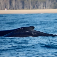 Megaptera novaeangliae (Humpback Whale) at Narooma, NSW - 8 Oct 2023 by LisaH