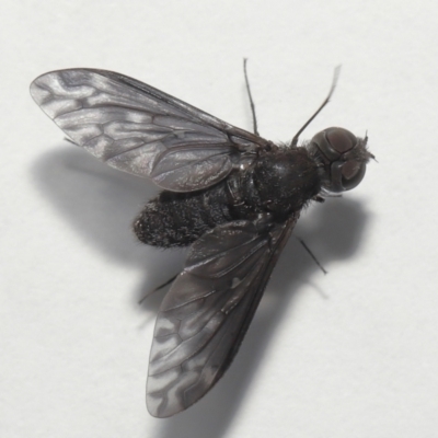 Unverified Bee fly (Bombyliidae) at  - suppressed by TimL