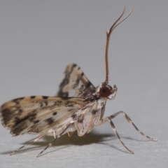 Nacoleia alincia (A Crambid moth (Spilomelinae)) at Wellington Point, QLD - 8 Oct 2023 by TimL