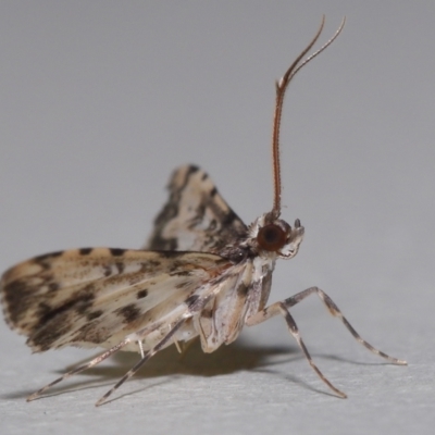 Nacoleia alincia (A Crambid moth (Spilomelinae)) at  - suppressed by TimL