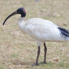 Threskiornis molucca (Australian White Ibis) at Wellington Point, QLD - 7 Oct 2023 by TimL