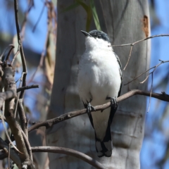 Lalage tricolor at Majura, ACT - 8 Oct 2023 03:25 PM