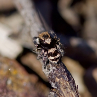 Euophryinae sp.(Striped Capuchin- undescribed) (Striped Capuchin Jumping Spider) at Bungonia, NSW - 1 Oct 2023 by KorinneM
