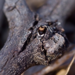 Euophryinae sp.(Striped Capuchin- undescribed) at Bungonia, NSW - 1 Oct 2023