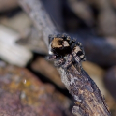 Euophryinae sp.(Striped Capuchin- undescribed) at Bungonia, NSW - 1 Oct 2023