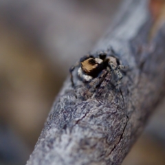 Euophryinae sp.(Striped Capuchin- undescribed) at Bungonia, NSW - 1 Oct 2023 11:04 AM