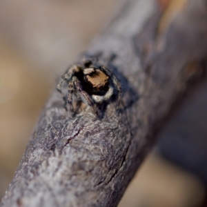 Euophryinae sp.(Striped Capuchin- undescribed) at Bungonia, NSW - 1 Oct 2023