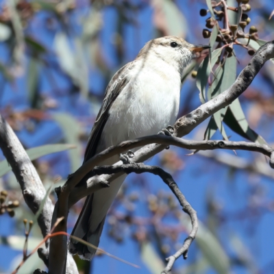 Lalage tricolor (White-winged Triller) at Majura, ACT - 8 Oct 2023 by jb2602