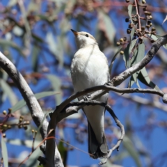 Lalage tricolor at Majura, ACT - 8 Oct 2023 03:14 PM