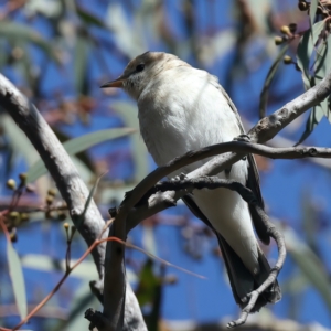 Lalage tricolor at Majura, ACT - 8 Oct 2023 03:14 PM