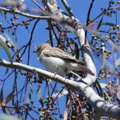 Lalage tricolor at Majura, ACT - 8 Oct 2023 03:14 PM