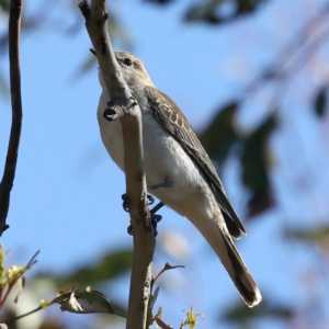 Lalage tricolor at Majura, ACT - 8 Oct 2023 03:14 PM