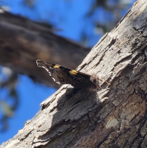 Vanessa itea at Captains Flat, NSW - 8 Oct 2023