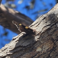 Vanessa itea at Captains Flat, NSW - 8 Oct 2023