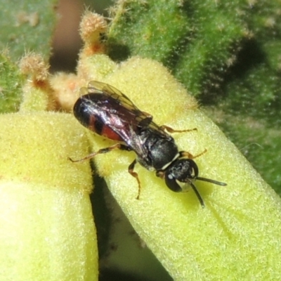 Hylaeus (Prosopisteron) littleri (Hylaeine colletid bee) at Conder, ACT - 27 Apr 2023 by michaelb