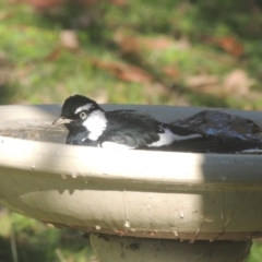 Grallina cyanoleuca (Magpie-lark) at Conder, ACT - 10 May 2023 by michaelb