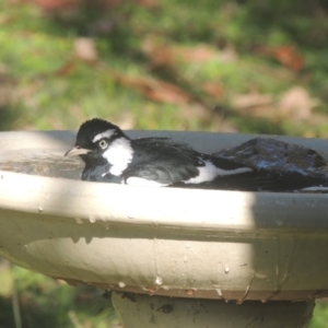 Grallina cyanoleuca at Conder, ACT - 10 May 2023