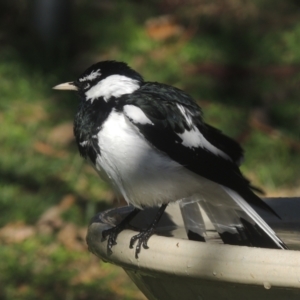 Grallina cyanoleuca at Conder, ACT - 10 May 2023