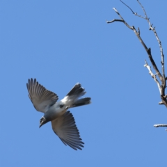 Coracina novaehollandiae at Majura, ACT - 8 Oct 2023