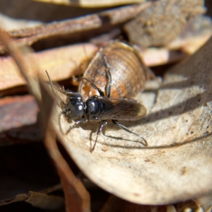 Ampulicidae (family) at Higgins, ACT - 8 Oct 2023 01:48 PM