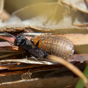 Ampulicidae (family) at Higgins, ACT - 8 Oct 2023