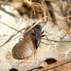 Ampulicidae (family) at Higgins, ACT - 8 Oct 2023 01:48 PM