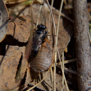 Ampulicidae (family) at Higgins, ACT - 8 Oct 2023