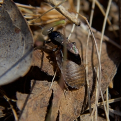 Ampulicidae (family) at Higgins, ACT - 8 Oct 2023