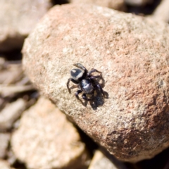 Salpesia sp. (genus) (Salpesia Jumping Spider) at Bungonia State Conservation Area - 1 Oct 2023 by KorinneM