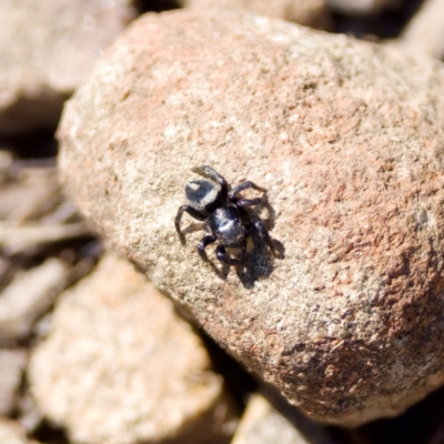 Salpesia sp. (genus) (Salpesia Jumping Spider) at Bungonia State Conservation Area - 1 Oct 2023 by KorinneM