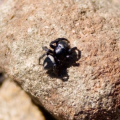 Salpesia sp. (genus) at Bungonia, NSW - 1 Oct 2023