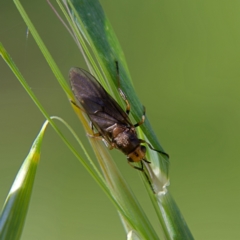 Inopus rubriceps (Sugarcane Soldier Fly) at Higgins, ACT - 8 Oct 2023 by Trevor