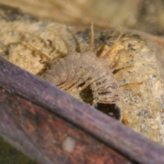 Archichauliodes sp. (genus) (Fishfly) at Bungonia State Conservation Area - 1 Oct 2023 by KorinneM